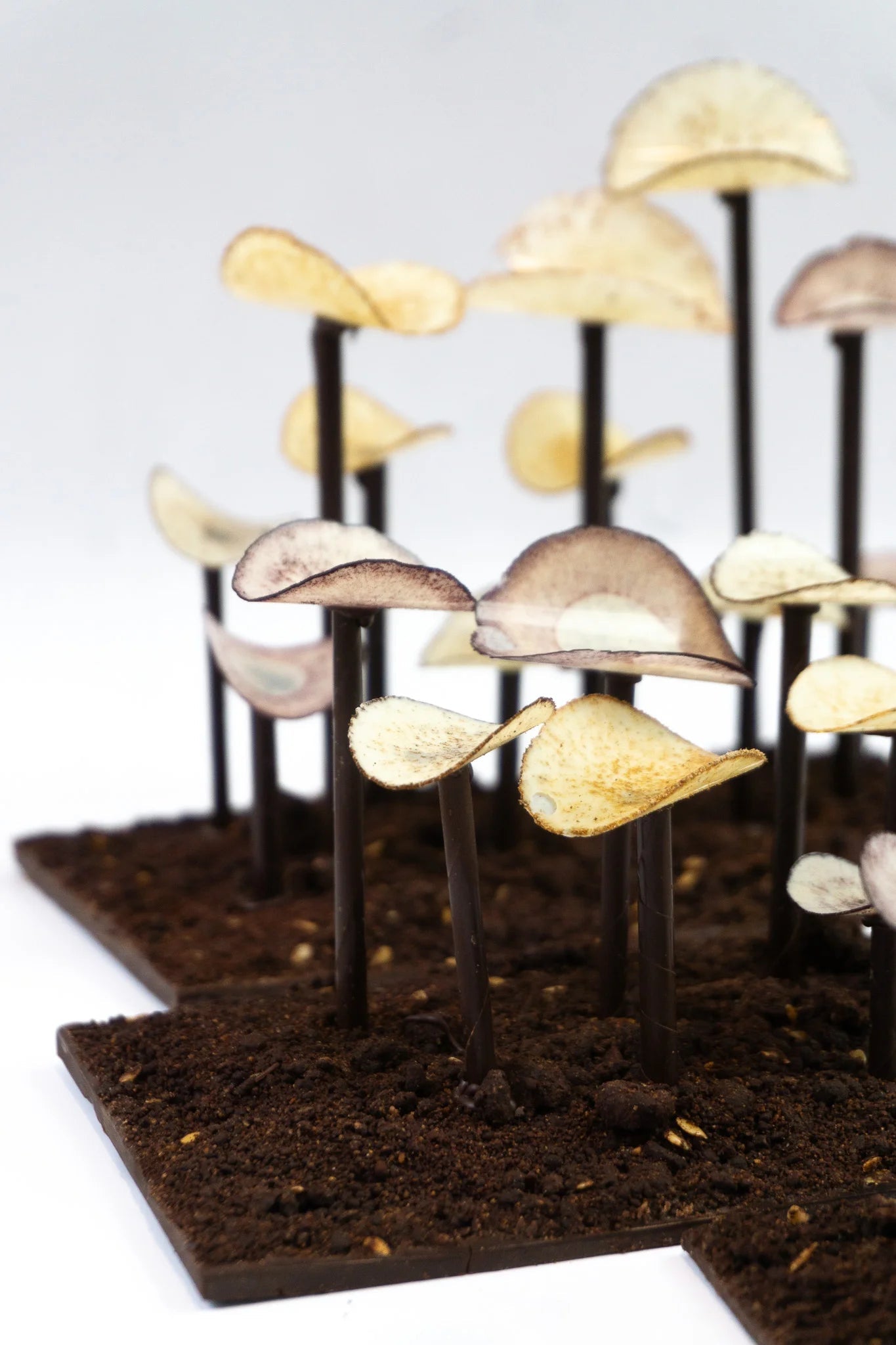 Volées de Champignons sur terre cacao - Chocolats Colas