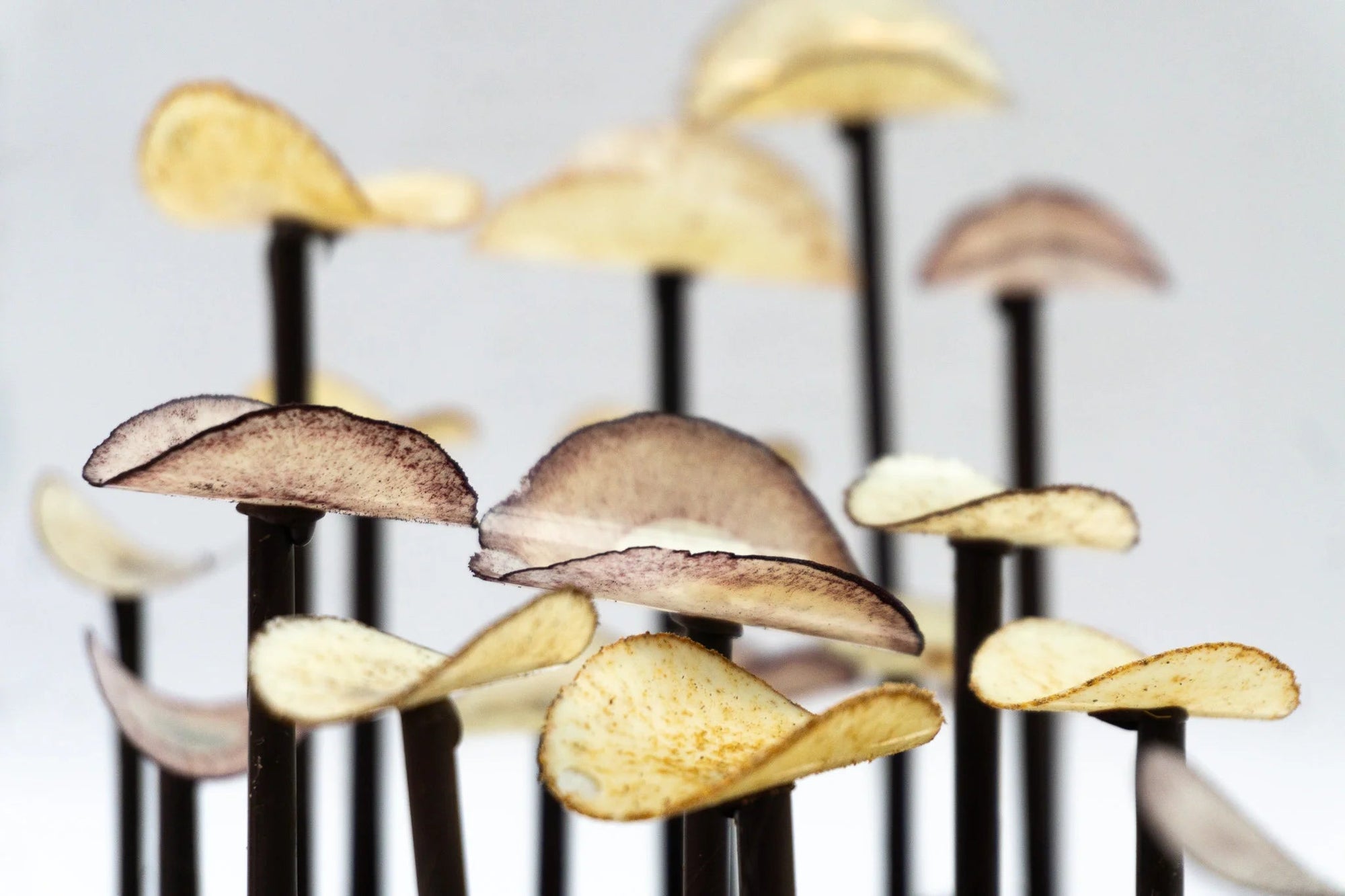 Volées de Champignons sur terre cacao - Chocolats Colas