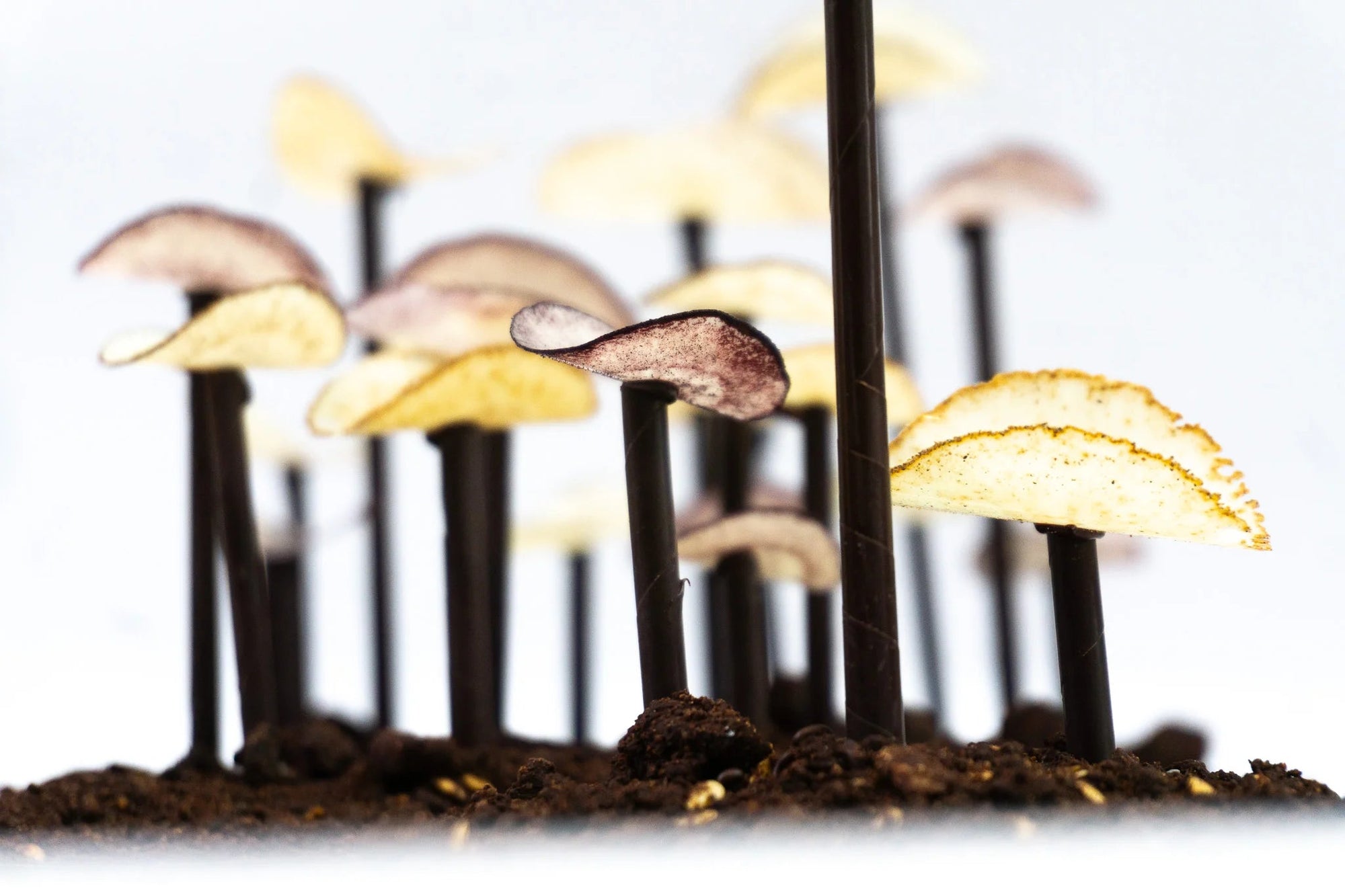 Volées de Champignons sur terre cacao - Chocolats Colas